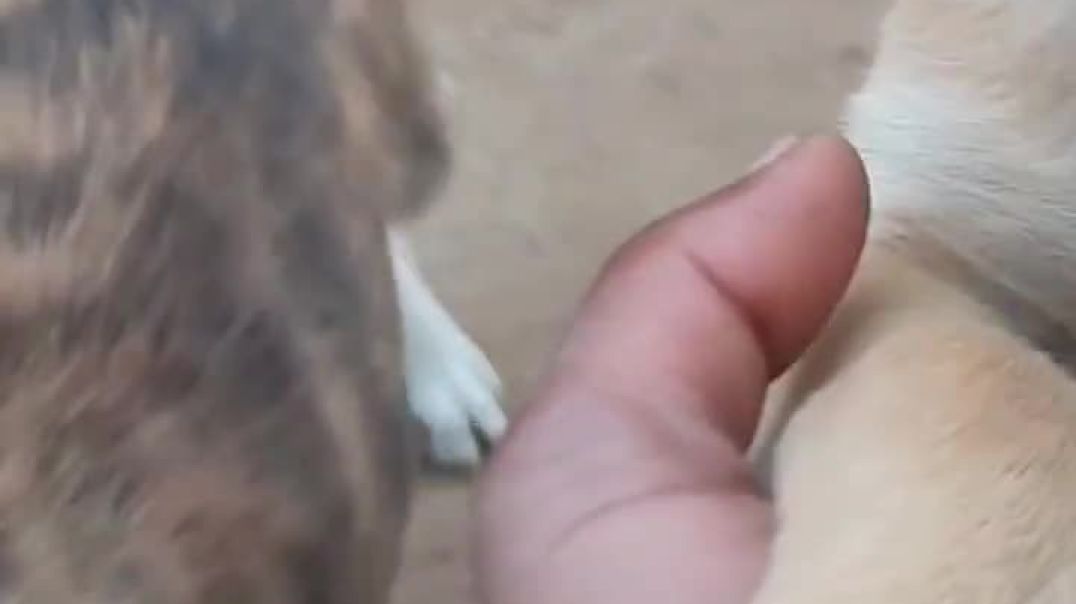 ⁣DOG PUPPY 🐾🐶❤️#youtubeshorts #dog #animals #reels #love #shorts #youtube #viral #viralvideo #nature 