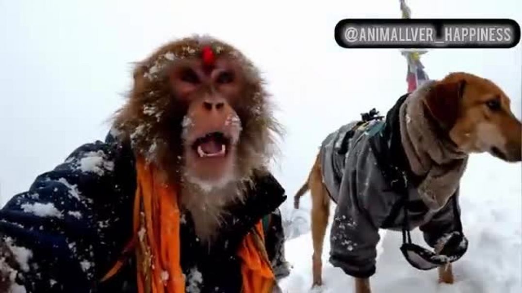 ⁣Dogesh_Bhai_or_Monkesh_Bhai_Meeting_Yati_Bhai_after_Long_Time_🤣(360p)