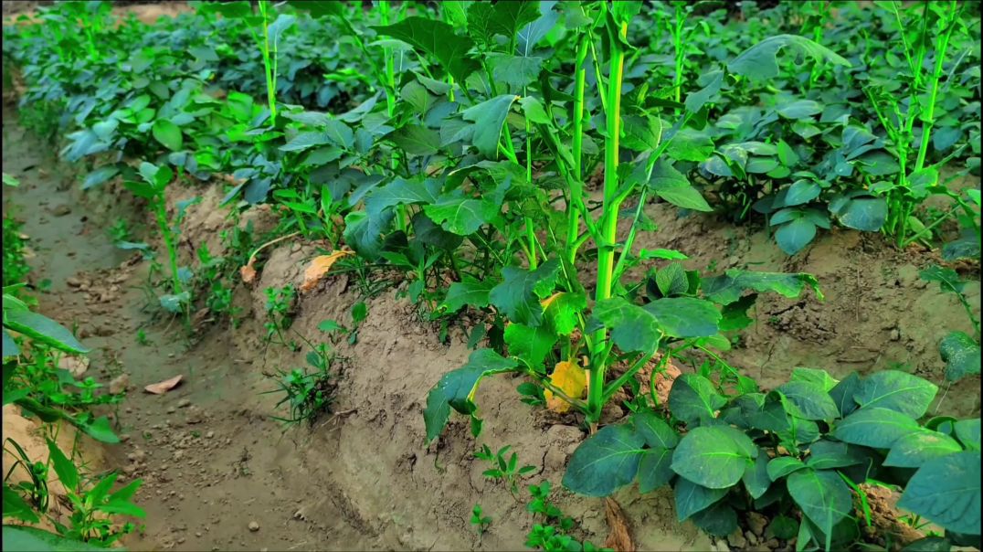 खेत में लहलहाती आलू की फसल 🥔