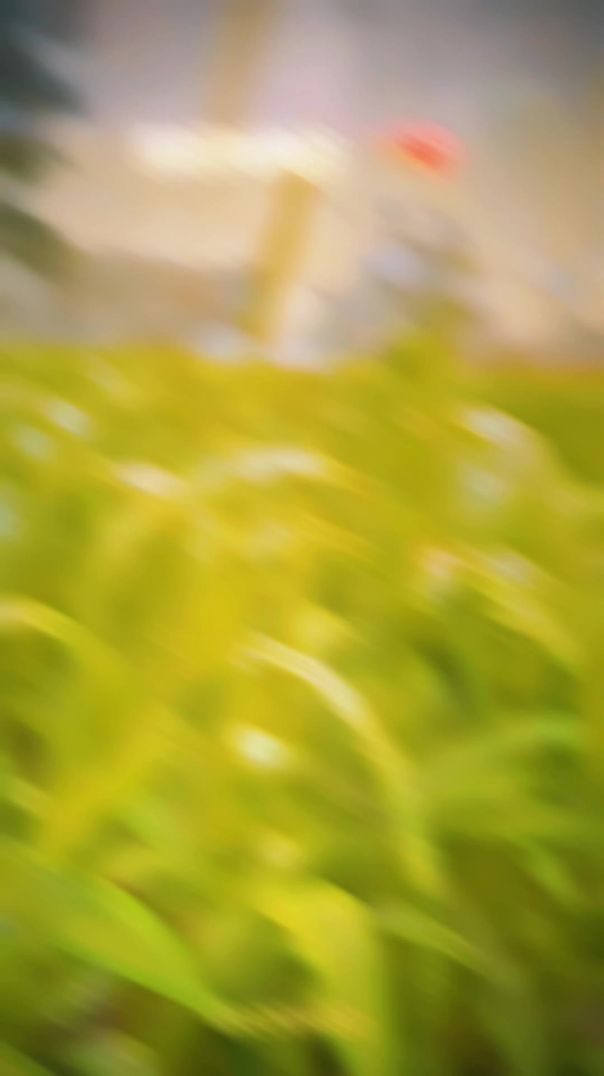 lv_7578466116348005685_20260130081053