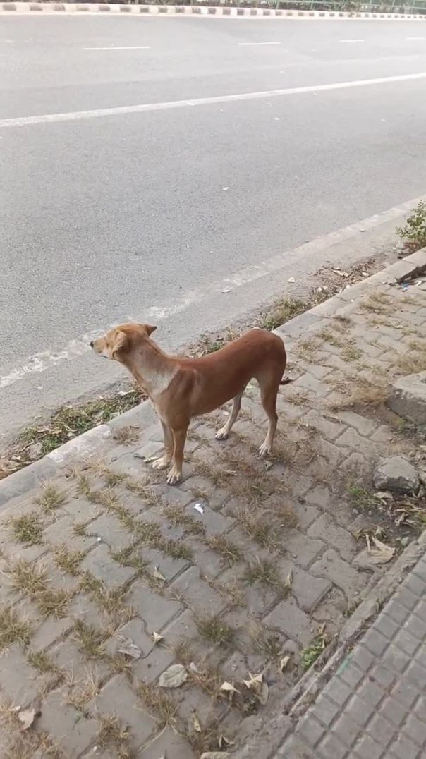 BJP andhe bhakt ke liye har ghalat bhi sahi_ aur PWD gehri neend mein_(720P_60FPS)