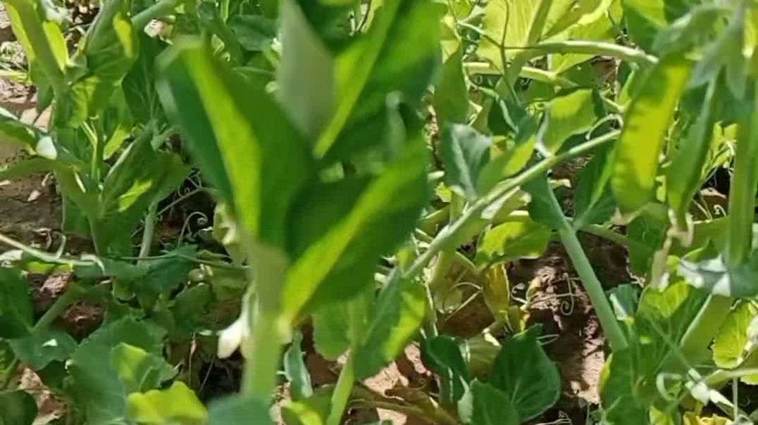 InShot_20260101_162248083