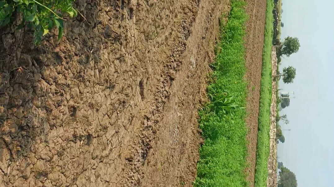 ⁣My farm 🪻🌴 व्यू vlog..।#apnatube