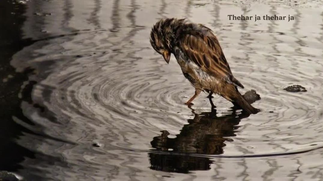 ⁣VID-20251224-WA0029