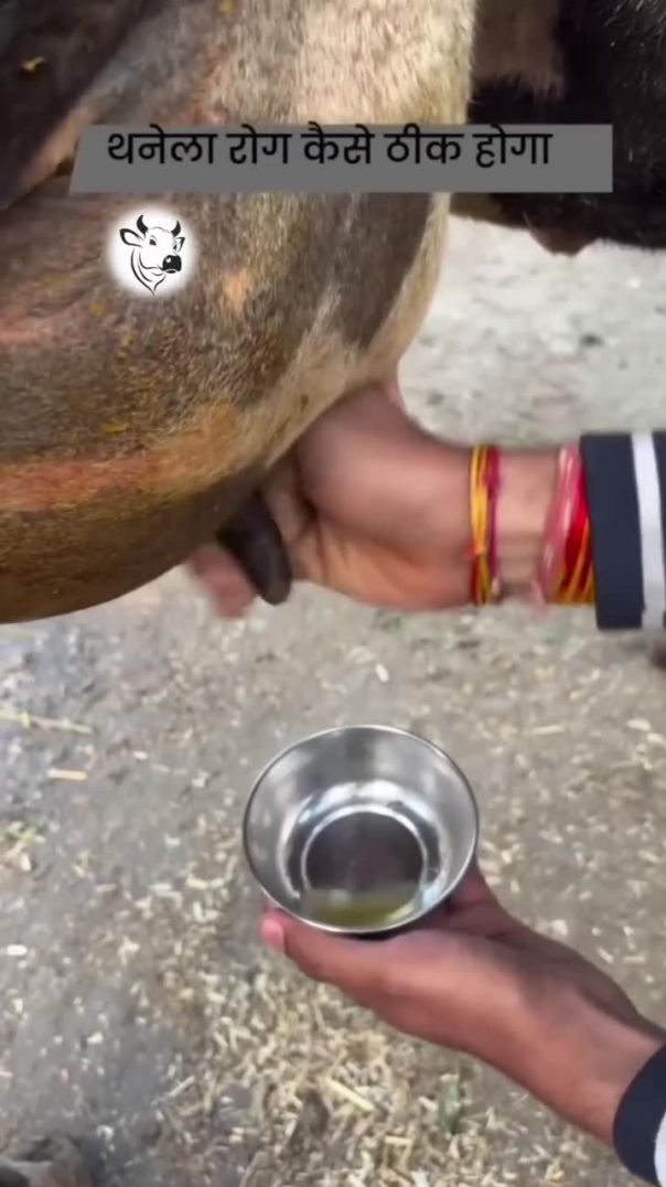 थानेला रोग कैसे ठीक करें #doctor #vetguru_01 #edit #explore #instagood #thanela #mastitis #anima