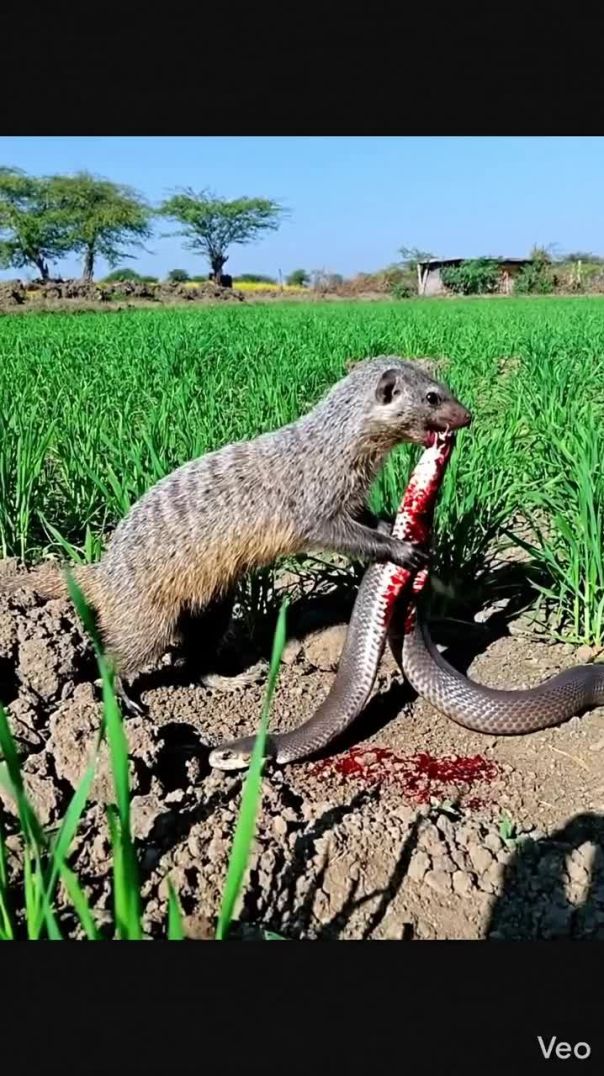 सांप और नेवला की लड़ाई 😱😱 ओ माइ गोड #नेवला #सांप #लड़ाई #apnatube #Monetize