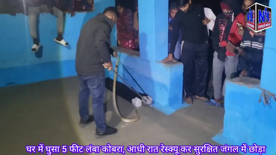 ⁣घर में घुसा 5 फीट लंबा कोबरा, आधी रात रेस्क्यू कर सुरक्षित जंगल में छोड़ा