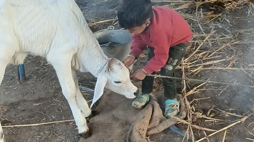 ⁣ગાય બચ્ચા સાથે મસ્તી
