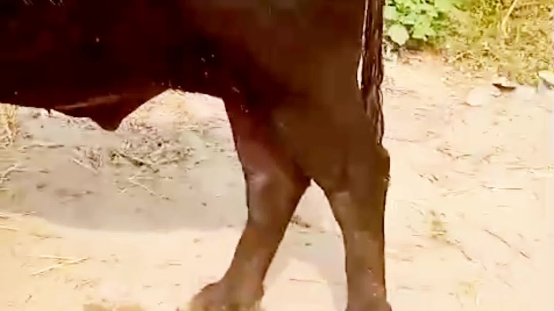 ⁣Buffalo farming in odisha