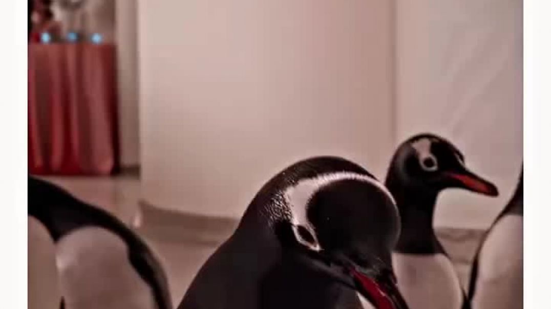 ⁣oldtvclip-20260127-0002