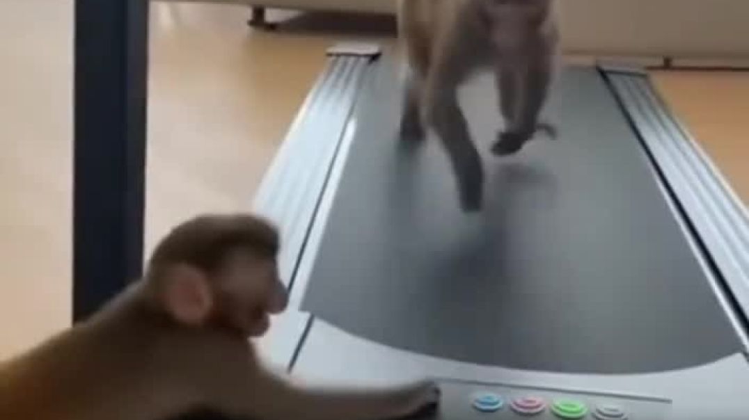 ⁣Monkey 🐵🐒 funny video 😂😂