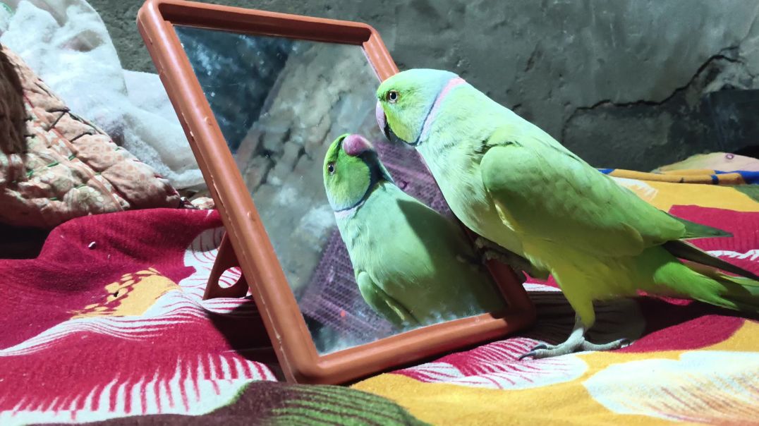 ⁣bolane wala tota bacchon ke liye kahani best kahani