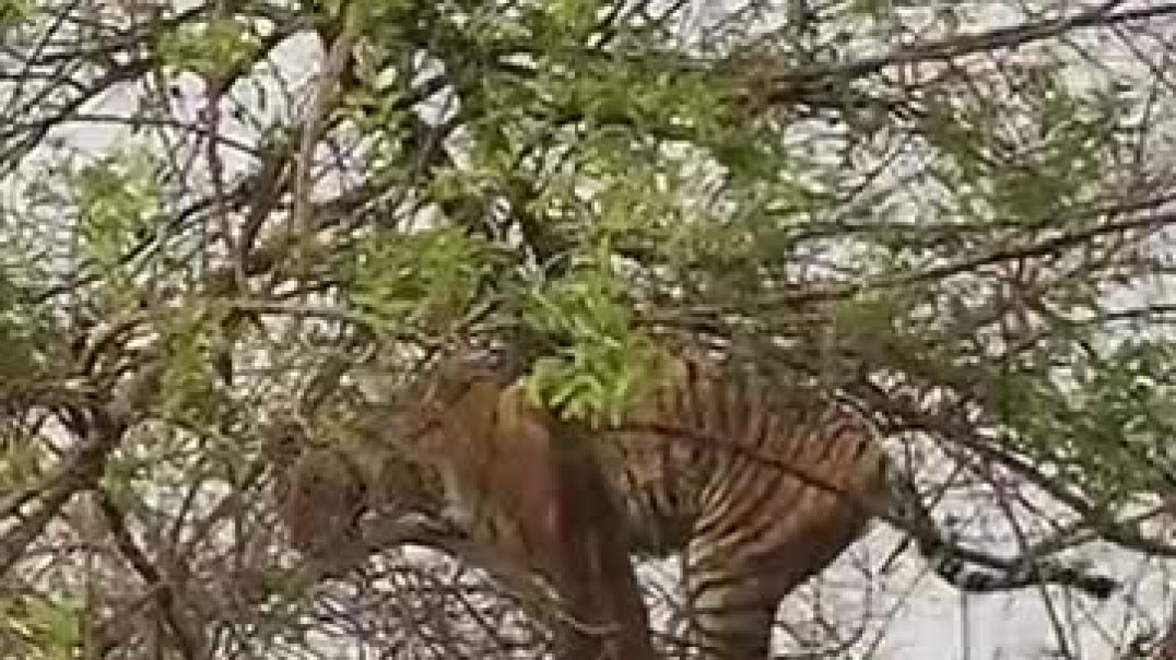 ⁣Tiger fall from tree chasing monkey  - Part 2  (India - Corbett)　　虎も木から落ちる　2 (1)