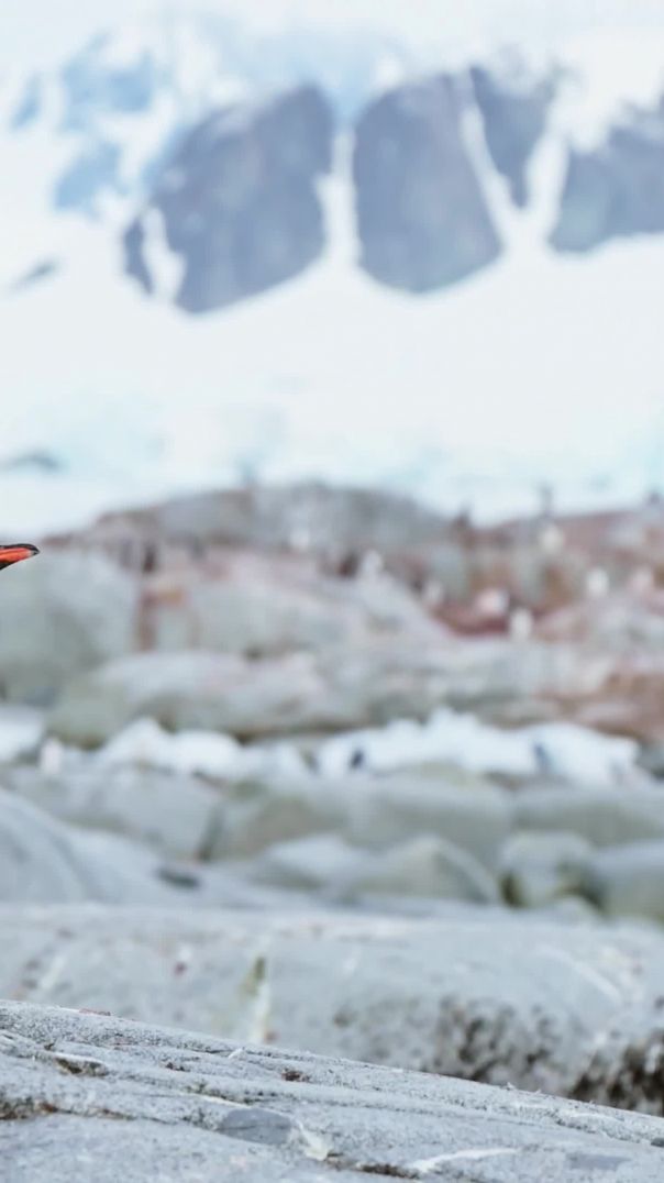 CUTE VIRAL ANIMAL IN INSTAGRAM REELS