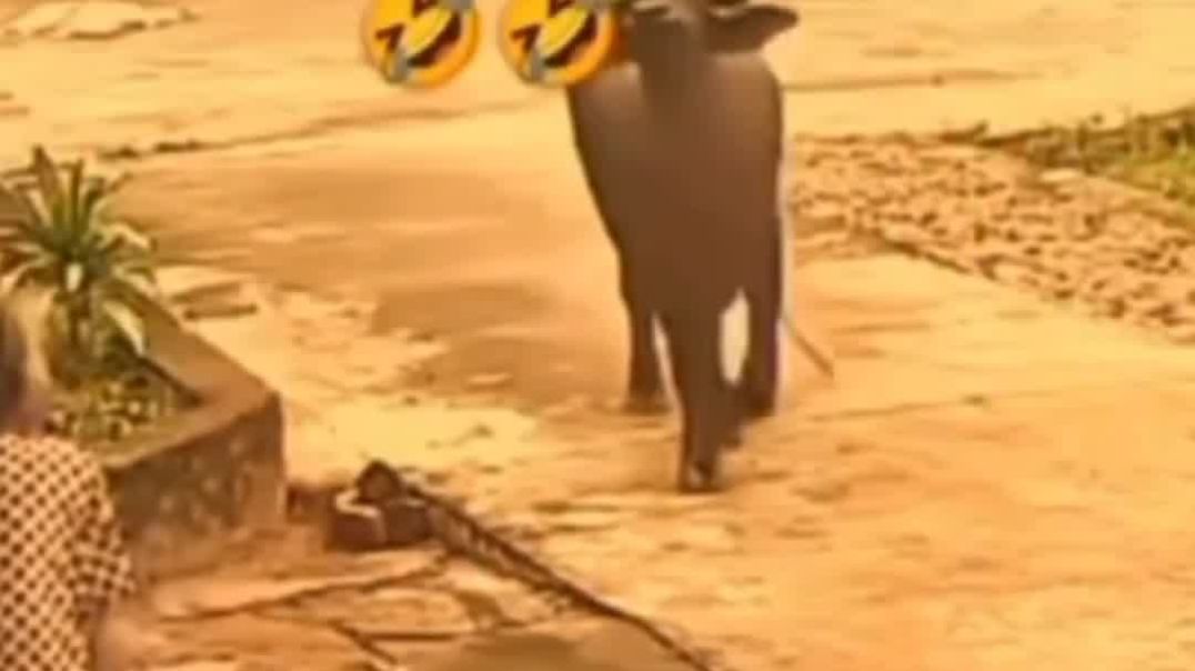 VID_20251201_175045_078