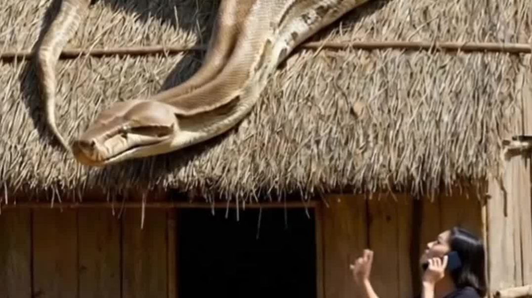 ⁣Mere ghar pe saamp hai