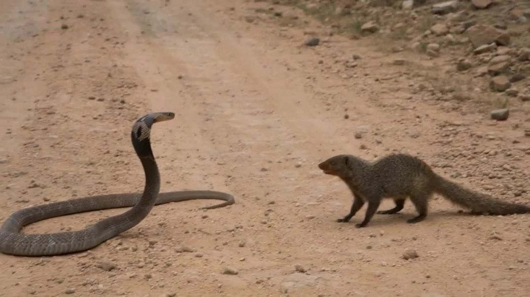 ⁣Cobra Gets Bold_ Mongoose Gets Bolder