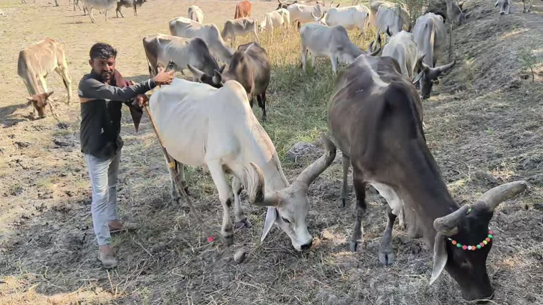 VID_20260106_041544_129_bsl