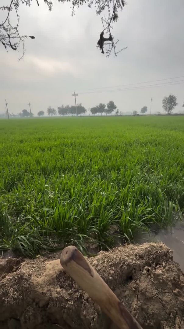 _khetibadi🌱🌾 _jattlife(MP4)