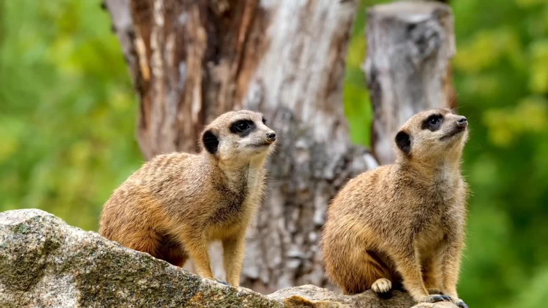 ⁣♥️ Beautiful Nature Animal wildlife Video 📷