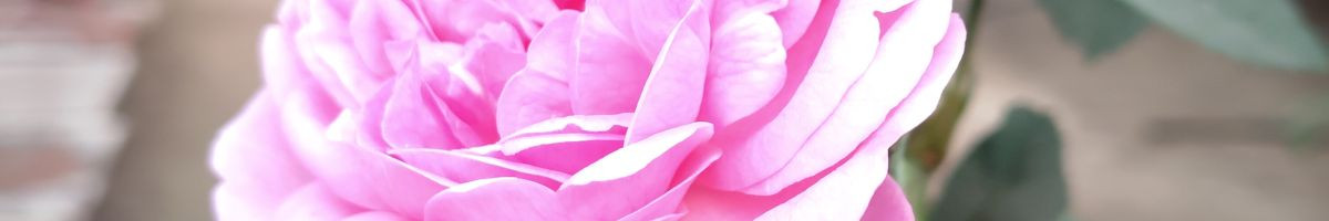 112950322974021940725 