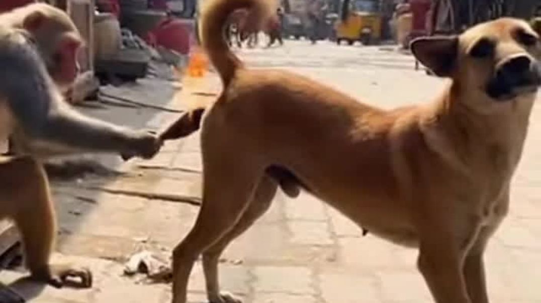 ⁣Dog vs monkey #dog #monkey