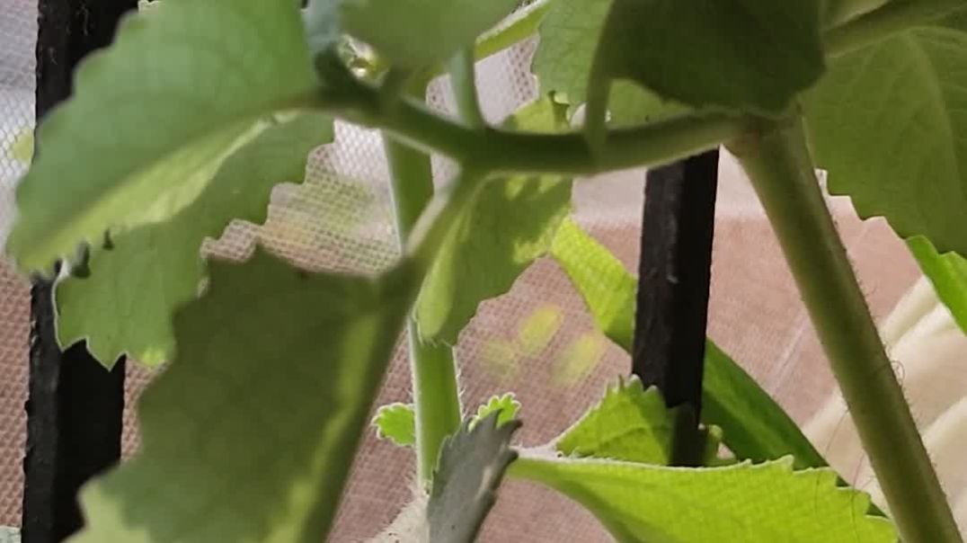 Video me music and song kese lagaye ?