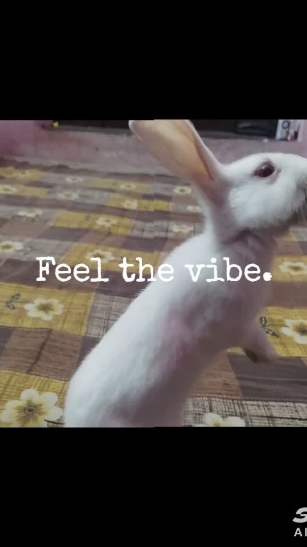 shotcut-20251118-150730