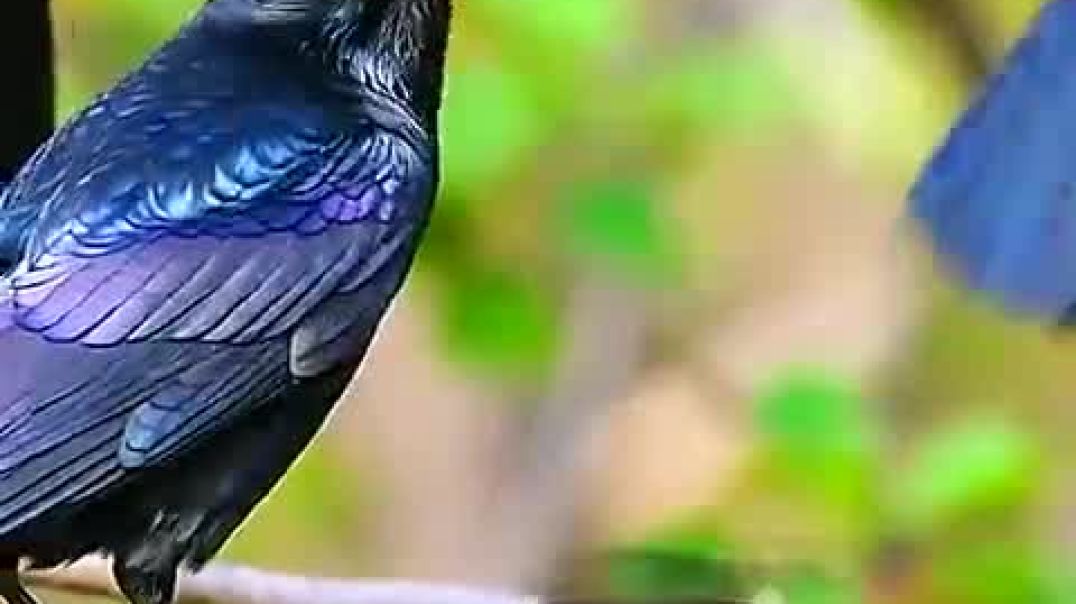 crafto_video_1767518752940