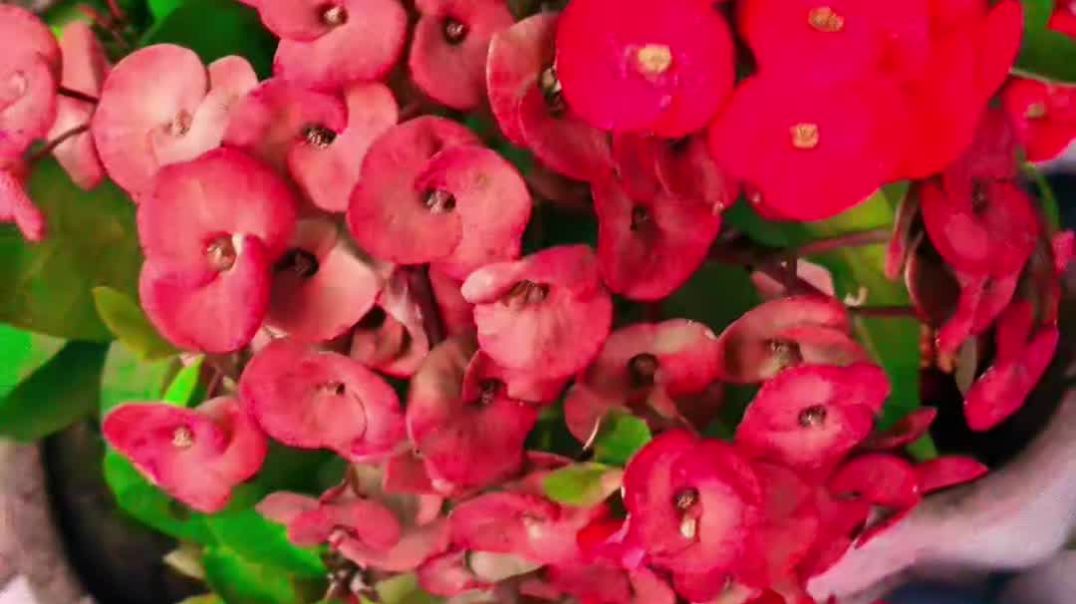 VID_20260103_073114_359_bsl