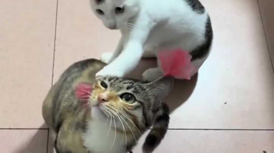 ⁣Funny cat video 😅😅