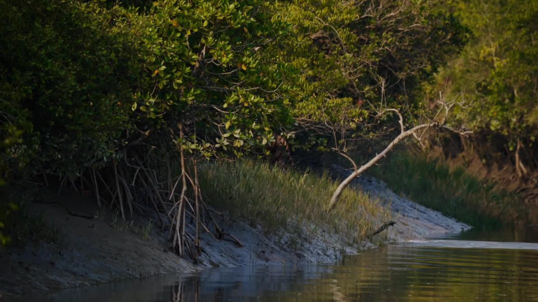 ⁣Tiger facts in Bengali 🐯 #Tiger# wildlife Bangla #Rajuda