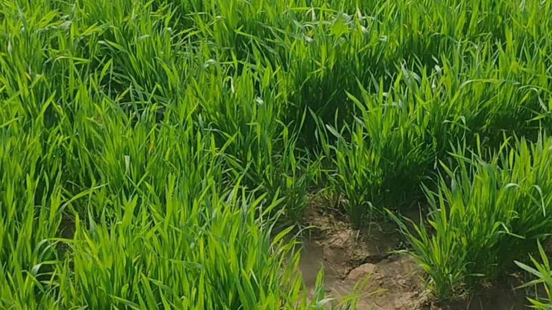 क‌णक में किया गया देशी उपयोग का परीणाम