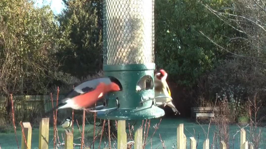 ♥️ Beauful Lovely Birds ♥️