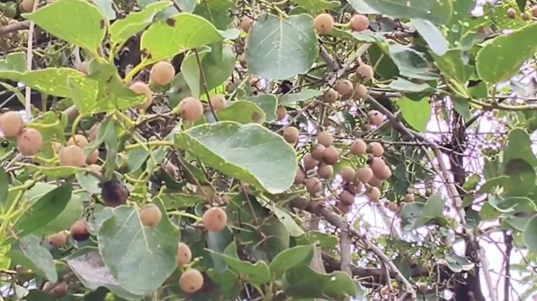 लिसोड़े ka पौधा