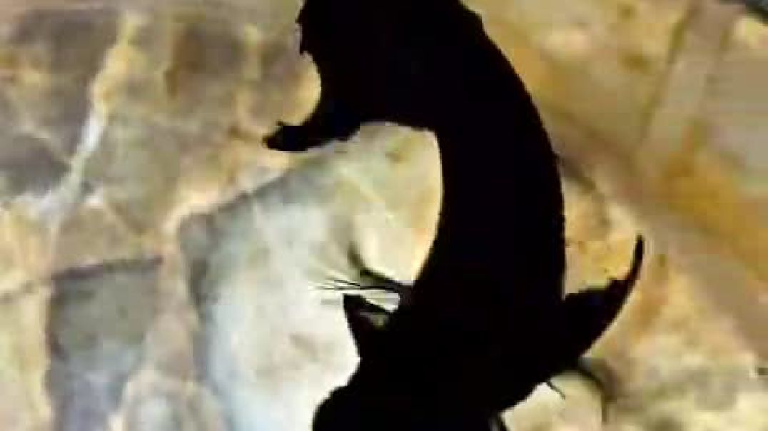 ⁣VID-20251229-WA0010