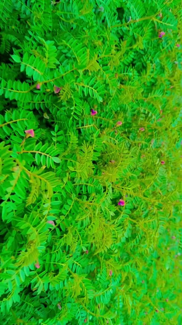 instagram_1769509123970(720p)