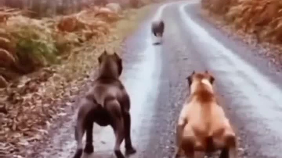 महायोद्धाम महासंगम