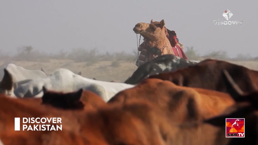 ⁣"Cholistan Desert Secrets Exposed! 😱🌵"