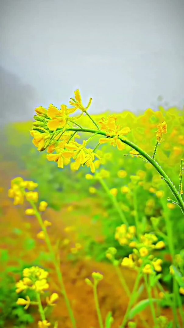 VID_20250108_205945_225