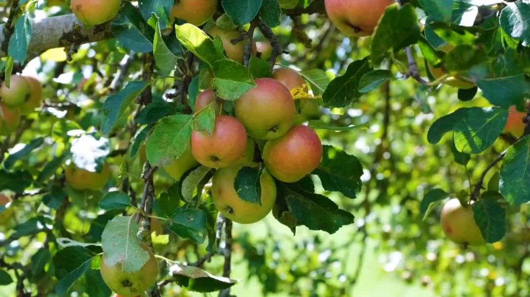 ⁣🌺 Beautiful Apples 🍎🍎🍎 Fruit tree 🌲🌲