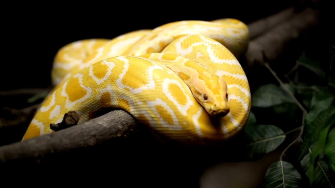 ⁣Amazon snake 🐍# trending #snakeshortsvideo#rajuda