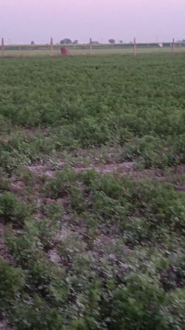 नील गाय भगाने का देसी जुगाड #apnatube