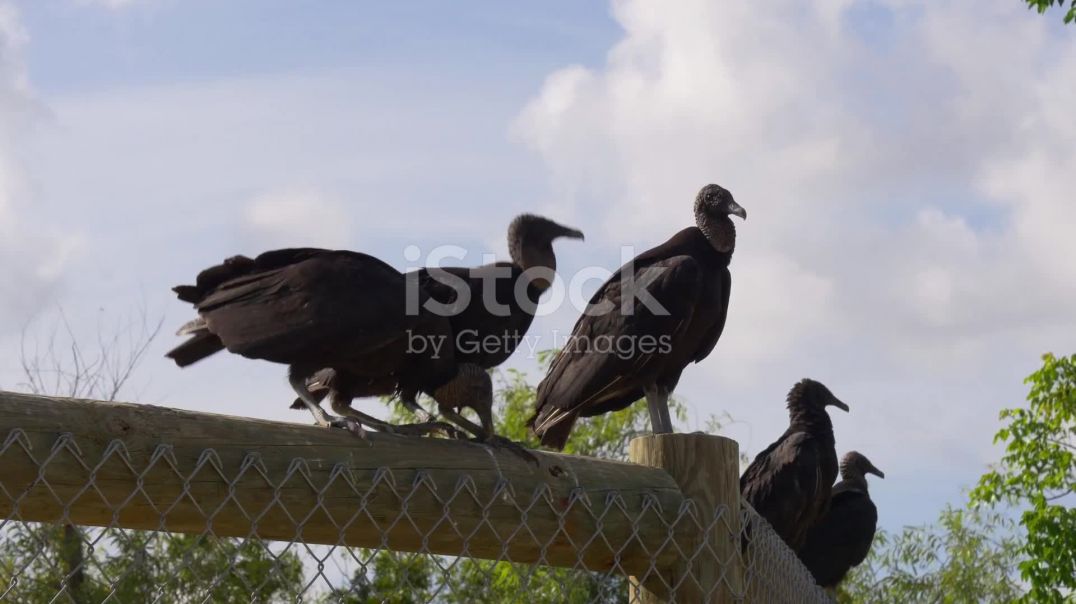 ⁣invideo-ai-1080 गिद्ध_ प्रकृति के सफाईकर्मी 2025-11-12