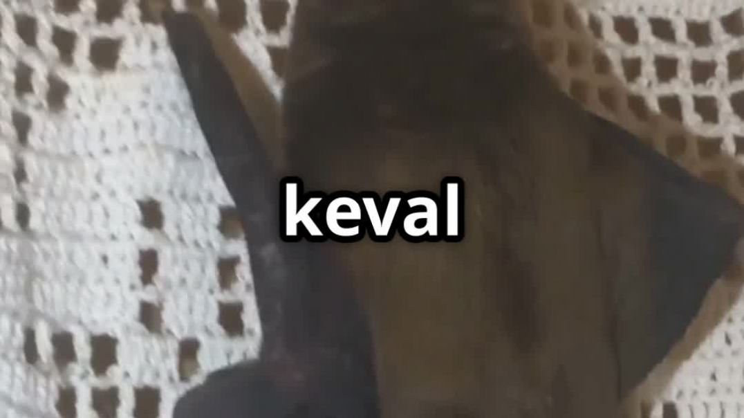 ⁣चमगादड़_ रात के रहस्यमयी उड़ाकू 2025-11-19