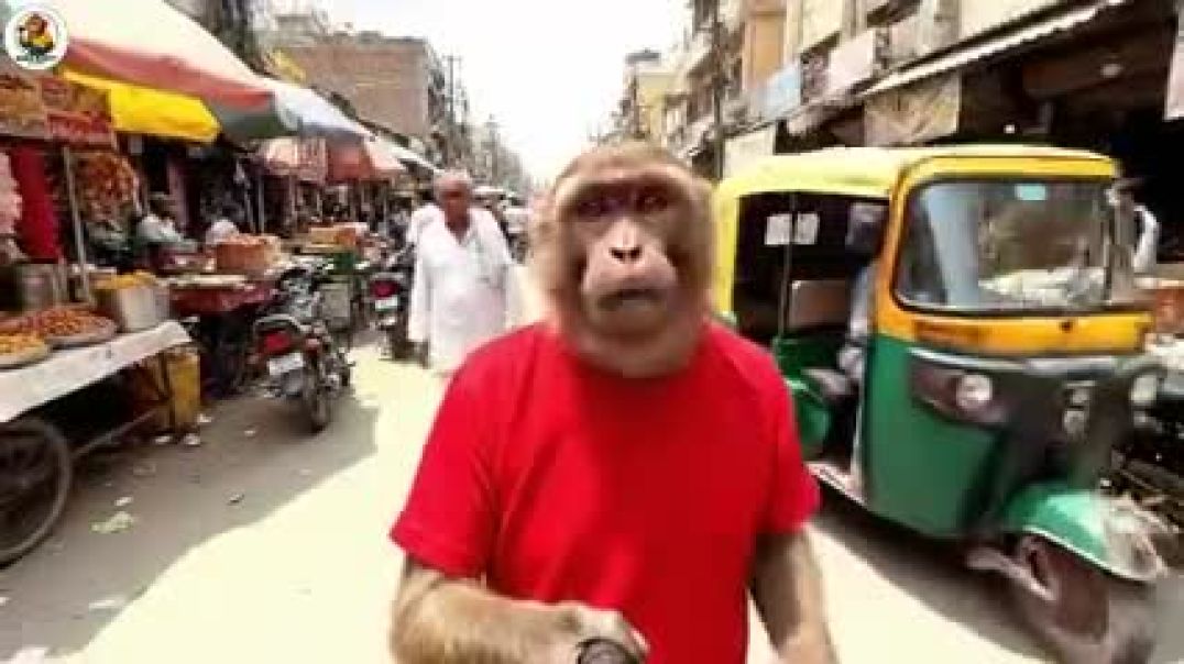 ⁣बंदर_ने_ठोक_दी_विधायक_की_गाड़ी_😱____Baba_Bunty_New_Vlog____Baba_bunty_vlog____monkey_vlog_video(240p