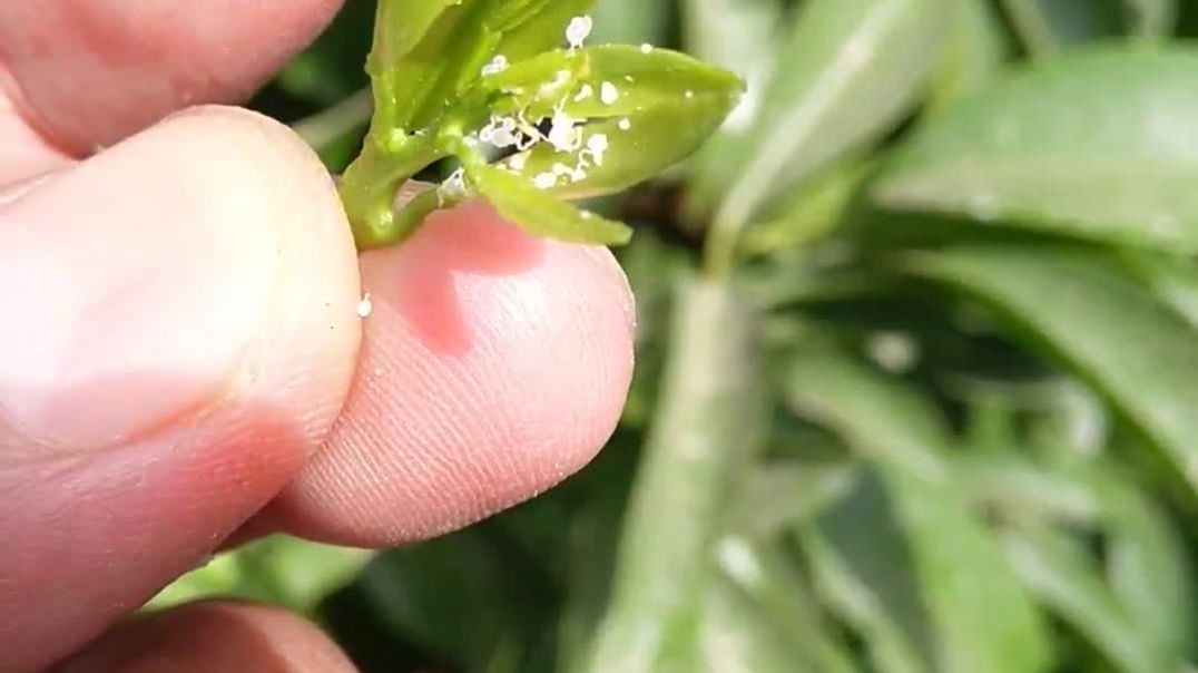 White flies in Citrus Orchard
