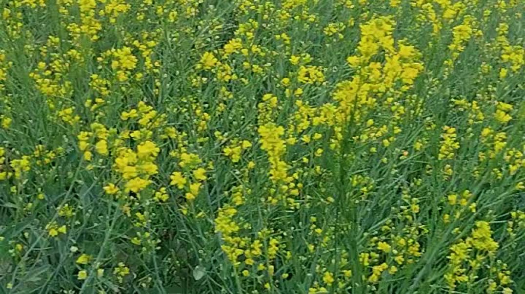 सरसों के खेत और अधूरी बातें और हवाओं संग लहराते ख्वाब ,जब खेतों ने मोहब्बत देखी