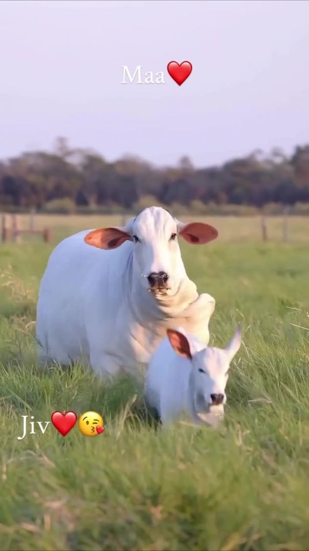 rikesh7324_5af88ceb3b5f4cf2aa8a3c39efb7bb54