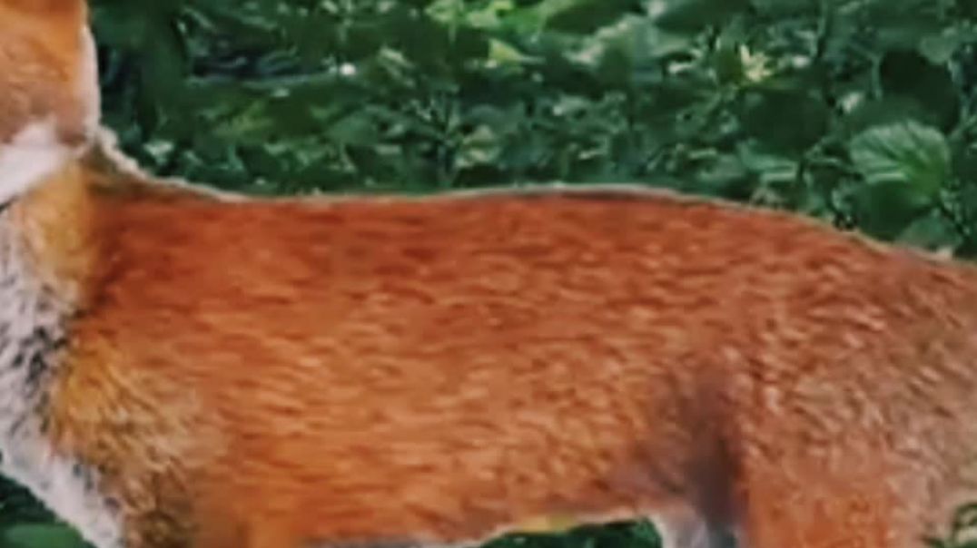 ⁣दुष्ट सियार हिंदी कहानी